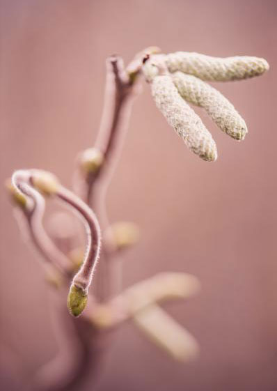 ハシバミ（コルリス）：メデューサ6号鉢植え