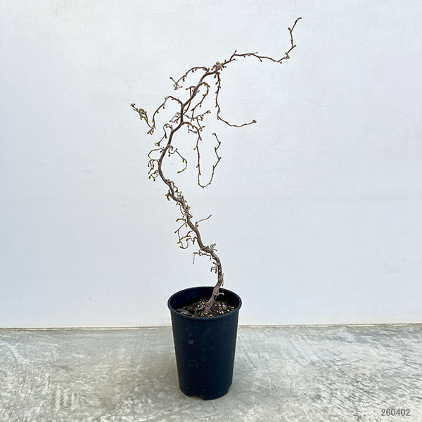 ハシバミ(コルリス):メデューサ6号鉢植え