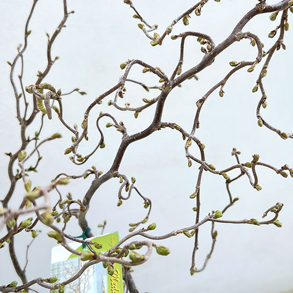 ハシバミ(コルリス):メデューサ6号鉢植え