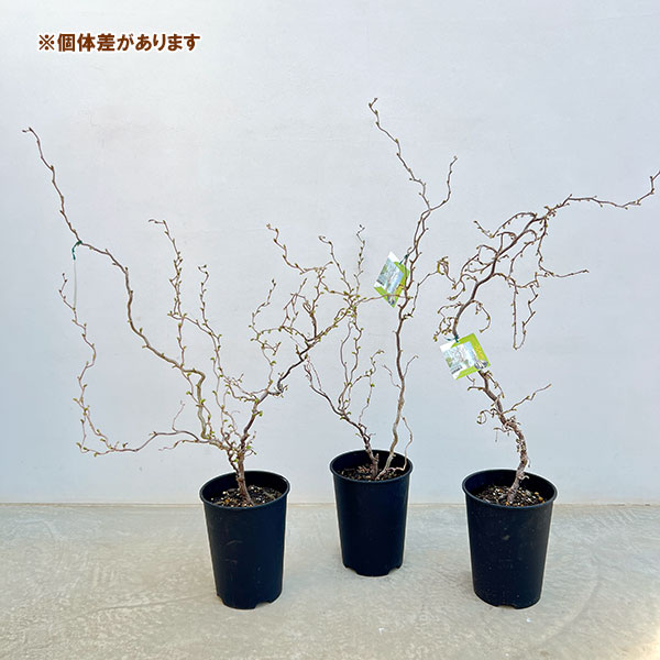 ハシバミ(コルリス):メデューサ6号鉢植え