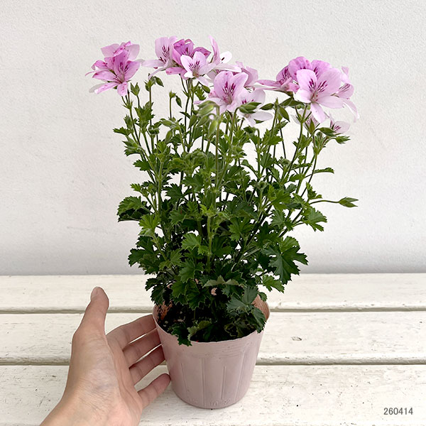 ニオイゼラニウム：シトラスフラミンゴ3.5号ポット