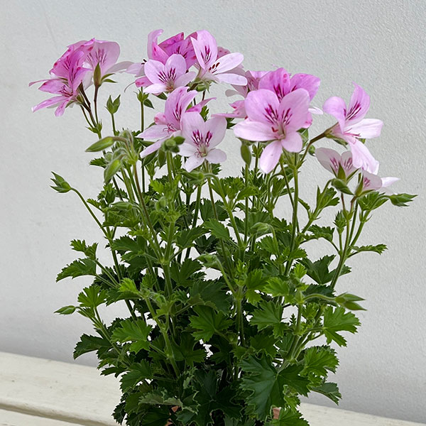 ニオイゼラニウム：シトラスフラミンゴ3.5号ポット