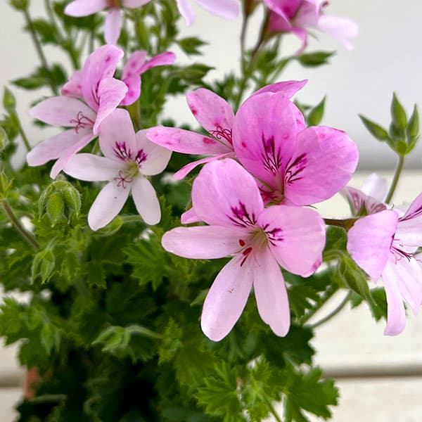 ニオイゼラニウム：シトラスフラミンゴ3.5号ポット