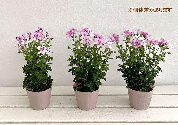 ニオイゼラニウム：シトラスフラミンゴ3.5号ポット