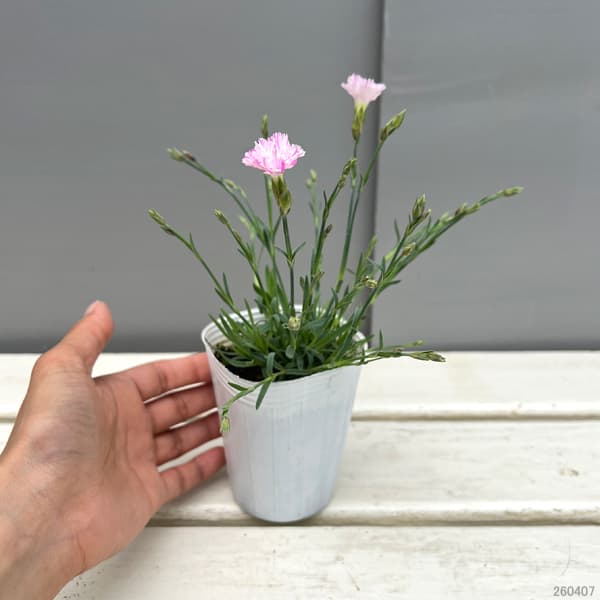 ナデシコ（四季咲きナデシコ）：極小輪・白雪姫絞り咲き2.5号ロングポット