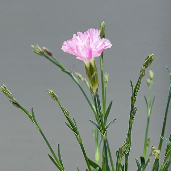 ナデシコ（四季咲きナデシコ）：極小輪・白雪姫絞り咲き2.5号ロングポット