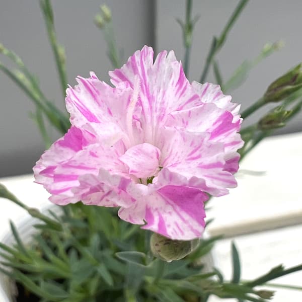 ナデシコ（四季咲きナデシコ）：極小輪・白雪姫絞り咲き2.5号ロングポット