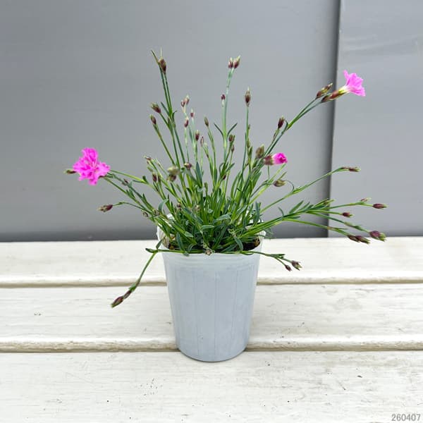 ナデシコ（四季咲きナデシコ）：極小輪・白雪姫ピンク2.5号ロングポット