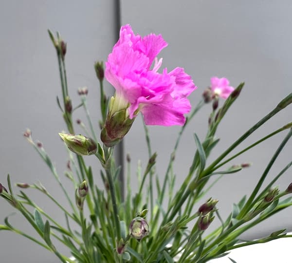 ナデシコ（四季咲きナデシコ）：極小輪・白雪姫ピンク2.5号ロングポット