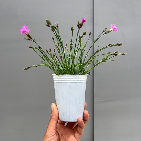 ナデシコ（四季咲きナデシコ）：極小輪・白雪姫ピンク2.5号ロングポット