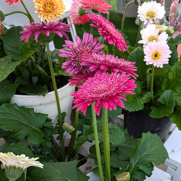 [26年4月上旬予約]ガーデンガーベラ（ガルビネア）：サンシェイパー　トロピカル　ミロウ（ローズ）4号ポット