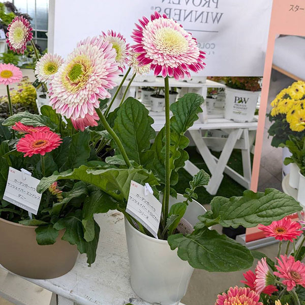 [26年4月上旬予約]ガーデンガーベラ（ガルビネア）：サンシェイパー　トロピカル　コリーヌ（複色）4号ポット