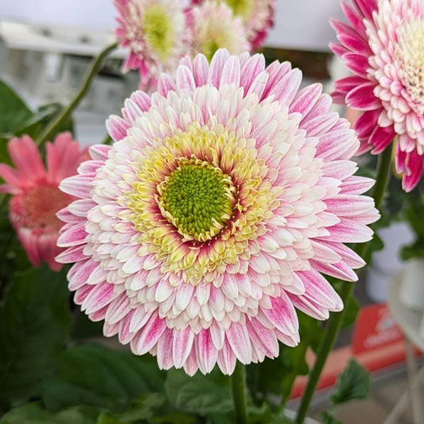 [26年4月上旬予約]ガーデンガーベラ（ガルビネア）：サンシェイパー　トロピカル　コリーヌ（複色）4号ポット