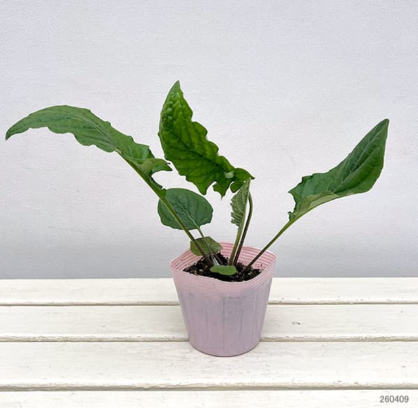 ガーデンガーベラ（ガルビネア）：サンシェイパー　トロピカル　コリーヌ（複色）4号ポット