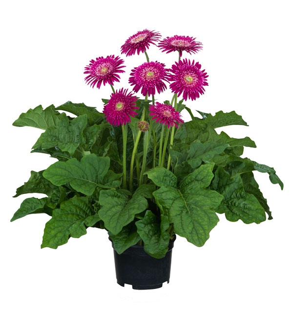 [26年4月上旬予約]ガーデンガーベラ（ガルビネア）：サンシェイパー　トロピカル　カレン（桃紫）4号ポット