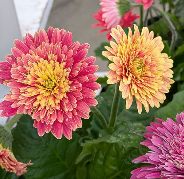 [26年4月上旬予約]ガーデンガーベラ（ガルビネア）：サンシェイパー　トロピカル　ディオンヌ（橙）4号ポット