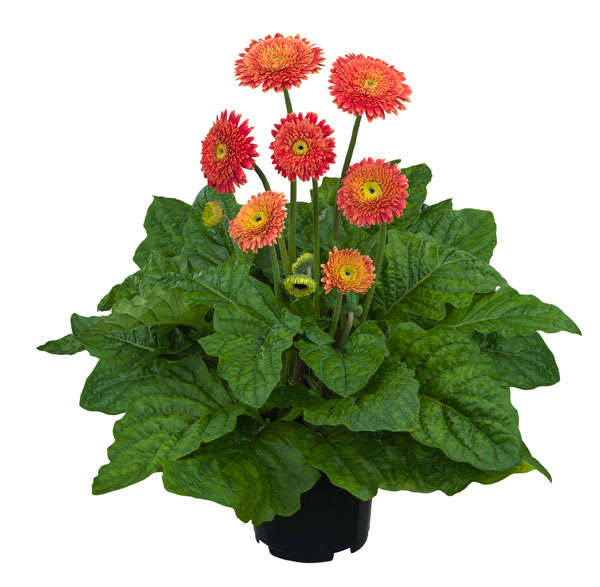 [26年4月上旬予約]ガーデンガーベラ（ガルビネア）：サンシェイパー　トロピカル　ディオンヌ（橙）4号ポット