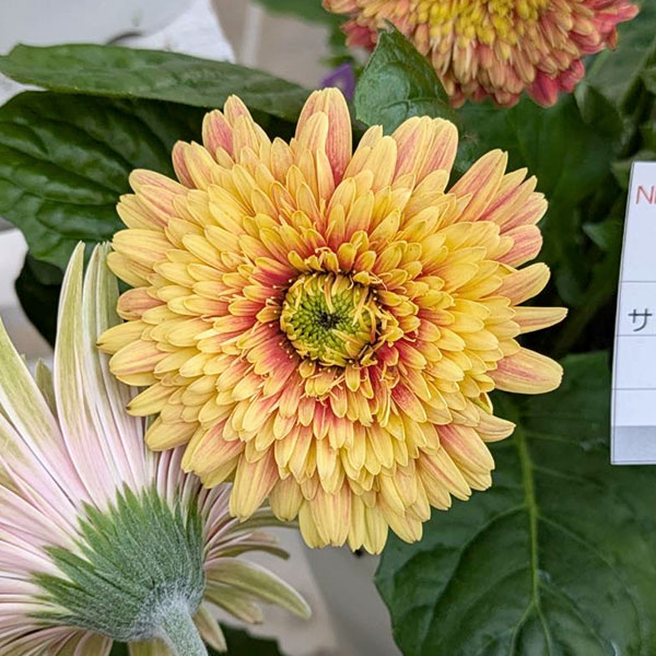 [26年4月上旬予約]ガーデンガーベラ（ガルビネア）：サンシェイパー　トロピカル　ディオンヌ（橙）4号ポット