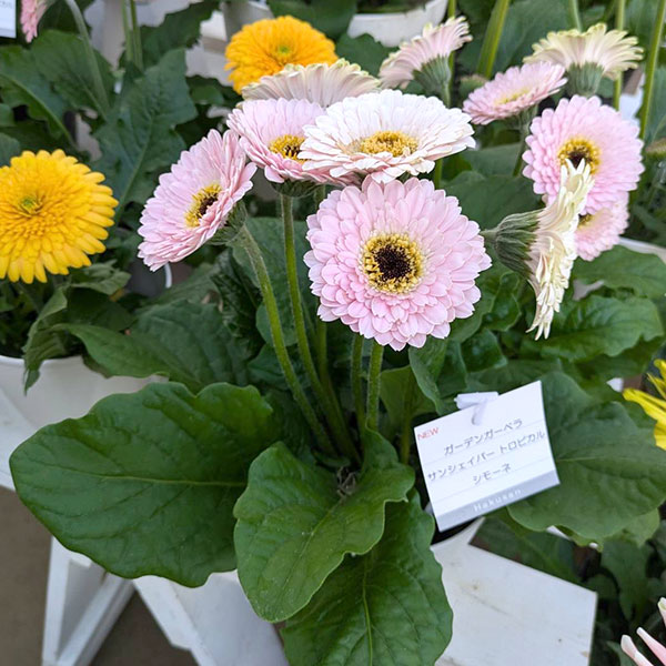 [26年4月上旬予約]ガーデンガーベラ（ガルビネア）：サンシェイパー　トロピカル　シモーネ（淡桃）4号ポット
