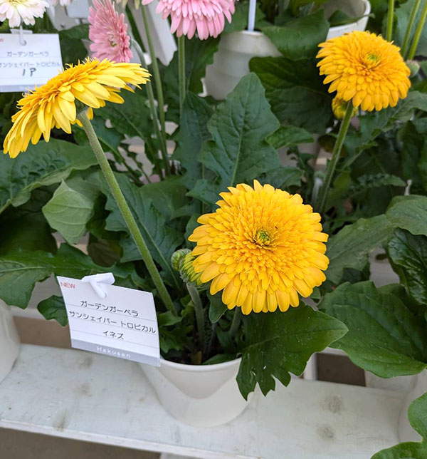 [26年4月上旬予約]ガーデンガーベラ（ガルビネア）：サンシェイパー　トロピカル　イネス（黄）4号ポット