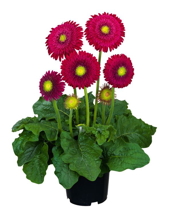 [26年4月上旬予約]ガーデンガーベラ（ガルビネア）：サンシェイパー　トロピカル　リンデ（赤）4号ポット