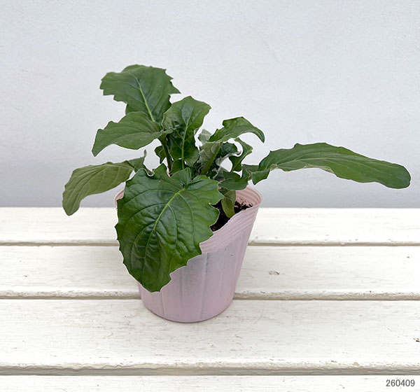 ガーデンガーベラ（ガルビネア）：サンシェイパー　トロピカル　ブリット（ピンク）4号ポット