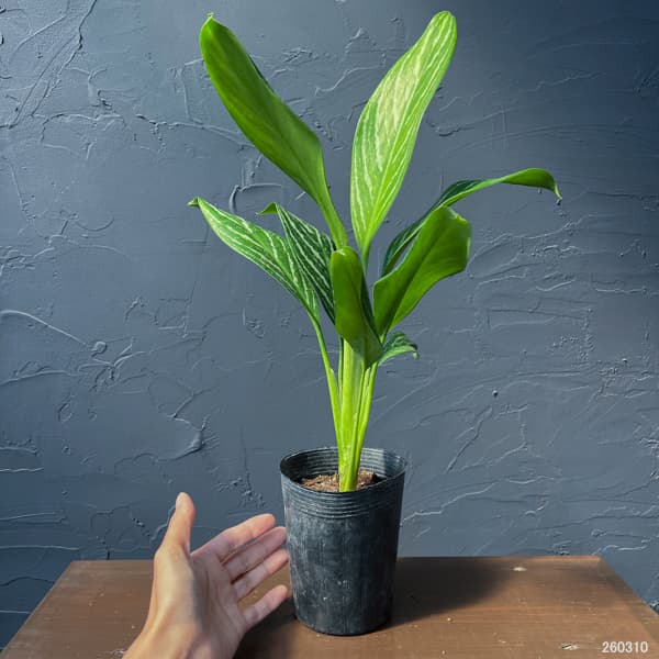 アグラオネマ:カーティシー 3.5号ポット