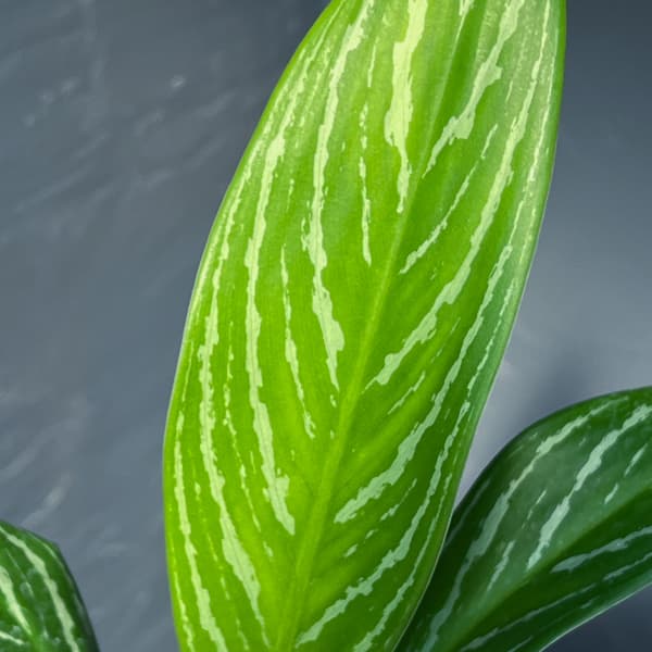 アグラオネマ:カーティシー 3.5号ポット