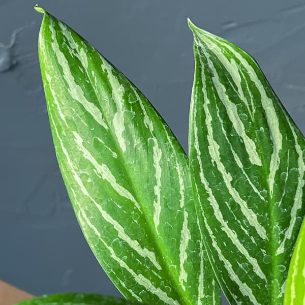 アグラオネマ:カーティシー 3.5号ポット