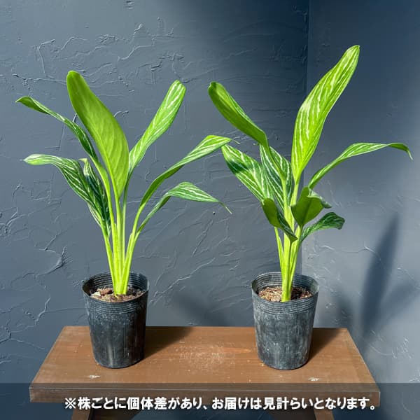 アグラオネマ:カーティシー 3.5号ポット