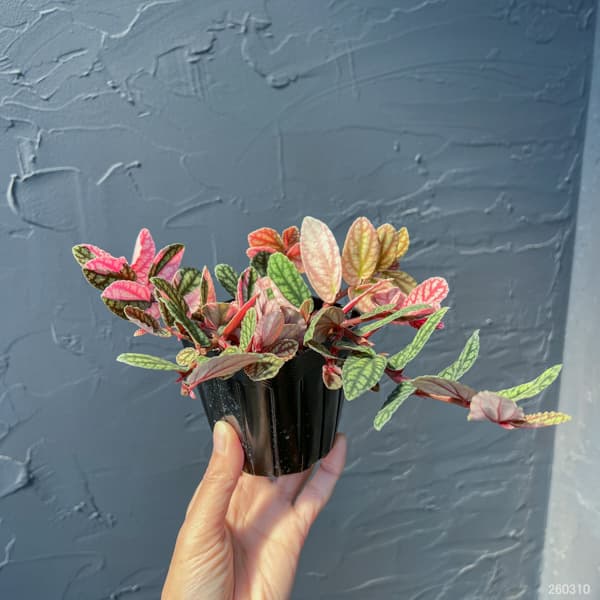 ペリオニア:冨永セレクト 3号ポット26-01