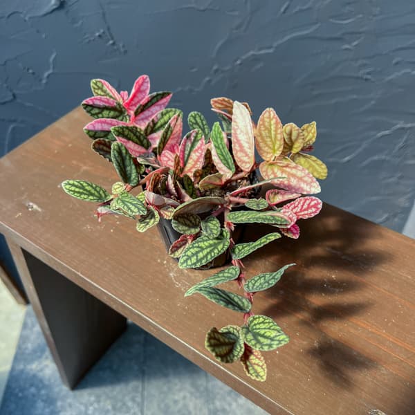 ペリオニア:冨永セレクト 3号ポット26-01