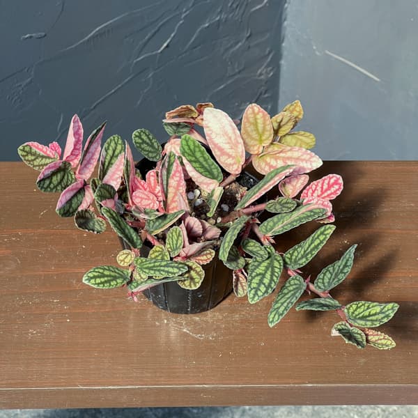 ペリオニア:冨永セレクト 3号ポット26-01