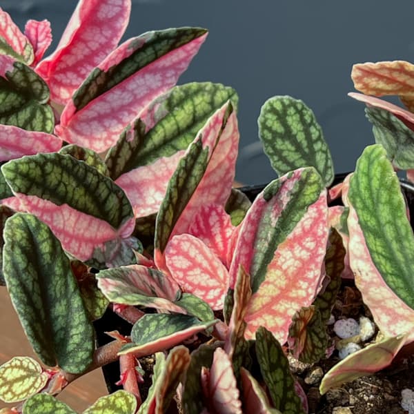 ペリオニア:冨永セレクト 3号ポット26-01