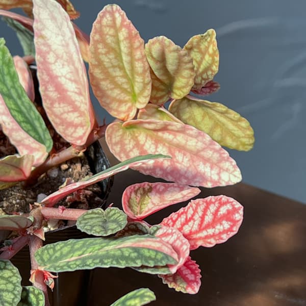 ペリオニア:冨永セレクト 3号ポット26-01