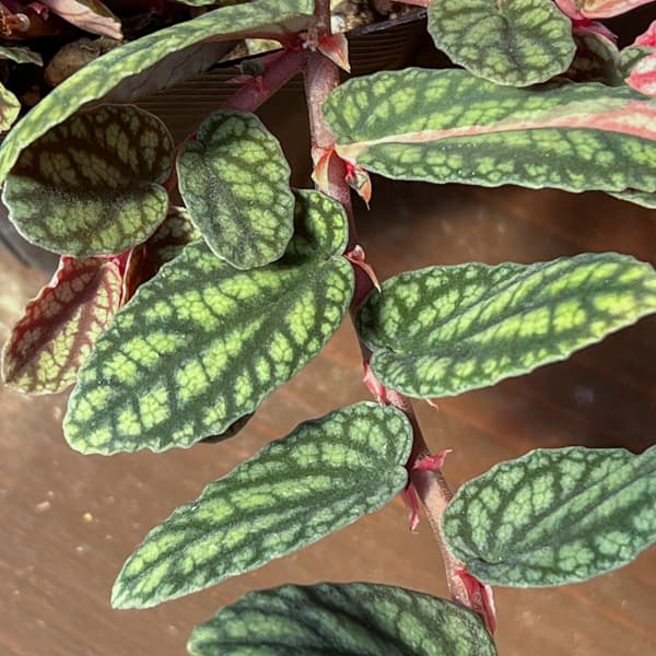 ペリオニア:冨永セレクト 3号ポット26-01