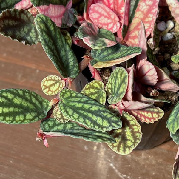 ペリオニア:冨永セレクト 3号ポット26-01