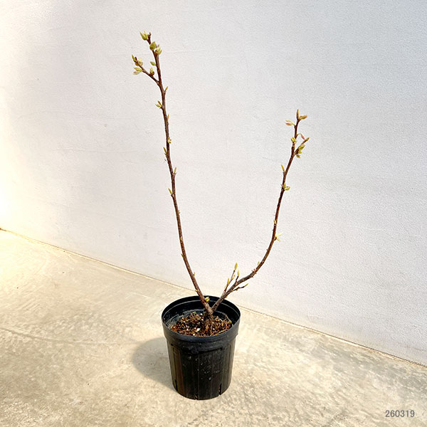 エゴノキ：メリオデンドロン ロゼア6号ポット