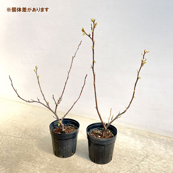 エゴノキ：メリオデンドロン ロゼア6号ポット