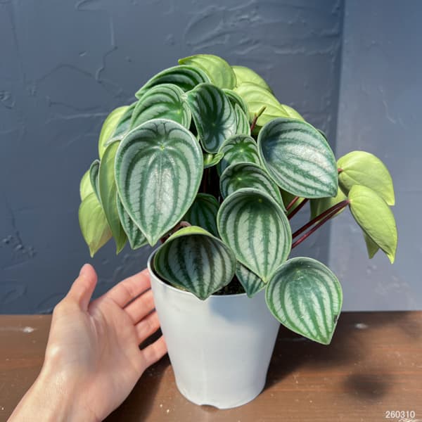 ぺぺロミア：サンデルシー（2年物株）4号鉢植え