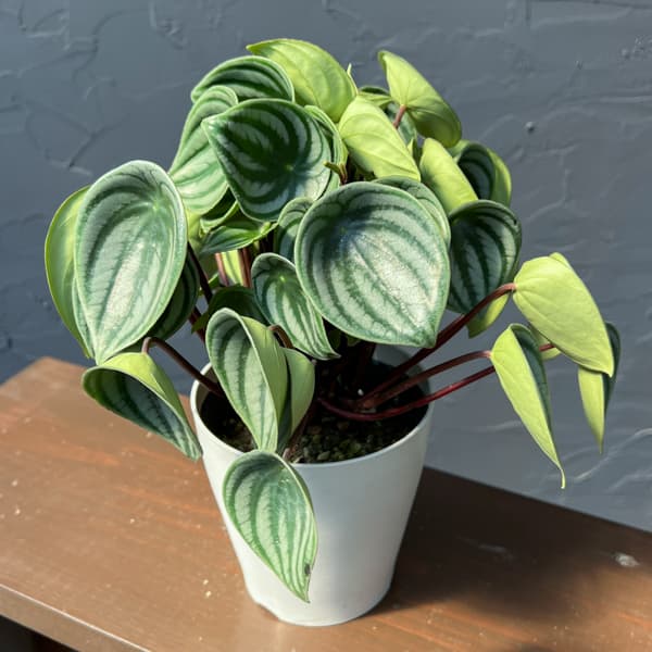 ぺぺロミア：サンデルシー（2年物株）4号鉢植え
