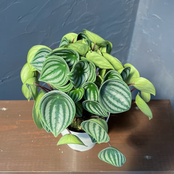 ぺぺロミア：サンデルシー（2年物株）4号鉢植え