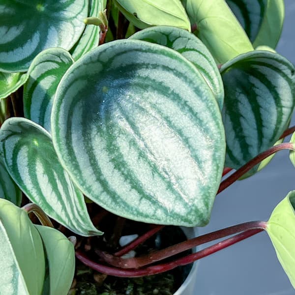 ぺぺロミア：サンデルシー（2年物株）4号鉢植え