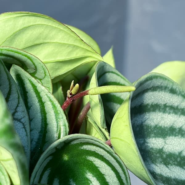 ぺぺロミア：サンデルシー（2年物株）4号鉢植え