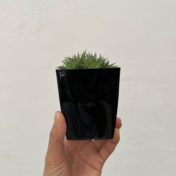 デウテロコニア：ブレビフォリア　クロランサ　3号ポット