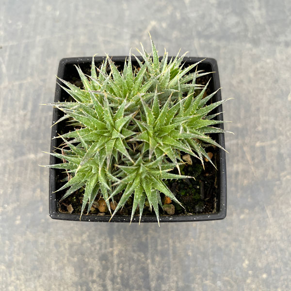 デウテロコニア：ブレビフォリア　クロランサ　3号ポット