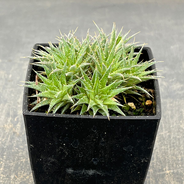 デウテロコニア：ブレビフォリア　クロランサ　3号ポット