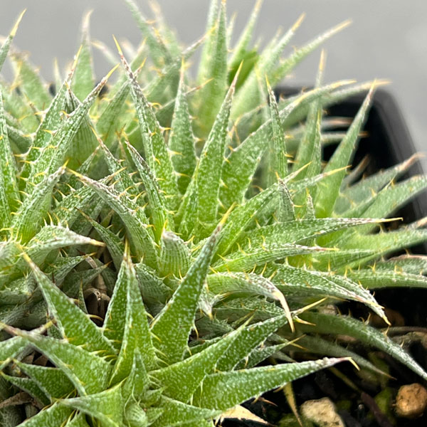 デウテロコニア：ブレビフォリア　クロランサ　3号ポット