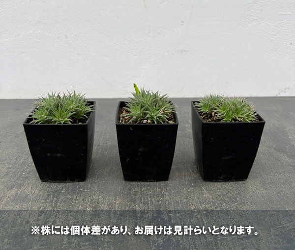 デウテロコニア：ブレビフォリア　クロランサ　3号ポット