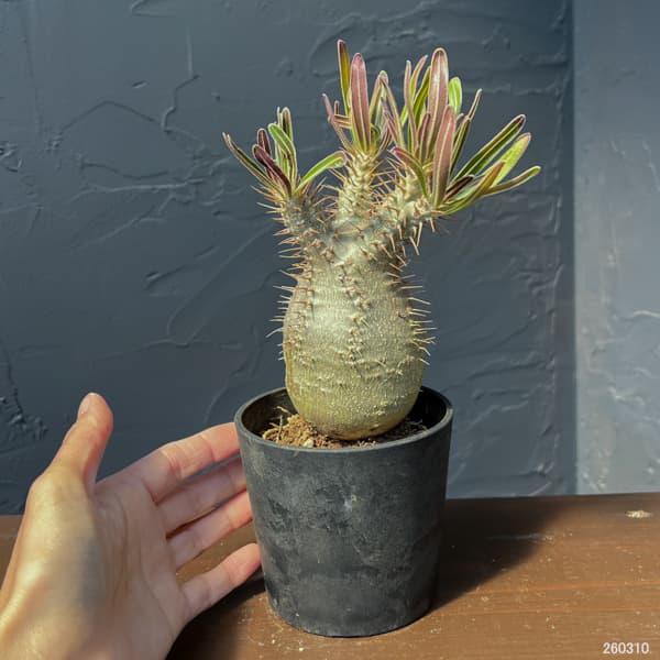 パキポディウム:グラキリス(国内実生株) 3.5号26-01